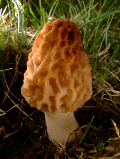 Fungi: Morchella esculenta