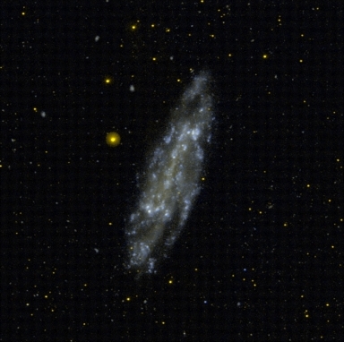 Galaxie NGC 4236 na ultrafialovém snímku z vesmírného dalekohledu GALEX. Autor: GALEX/NASA.