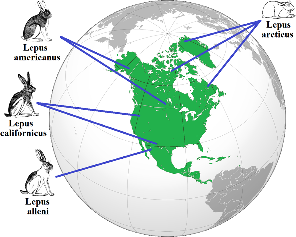 Mapa přiřazující obrázky různých druhů zajíců k různým částem Severní Ameriky. Lepus arcticus a lepus americanus v severních oblastech mají kratší uši a nohy než lepus californicus a lepus alleni žijící blíže k rovníku.