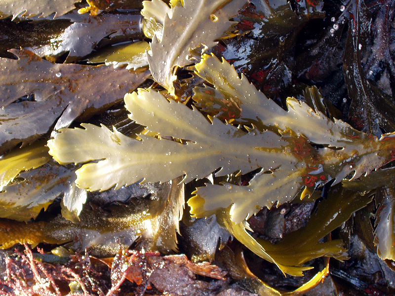 Stramenopila/Chromista: chaluha Fucus serratus