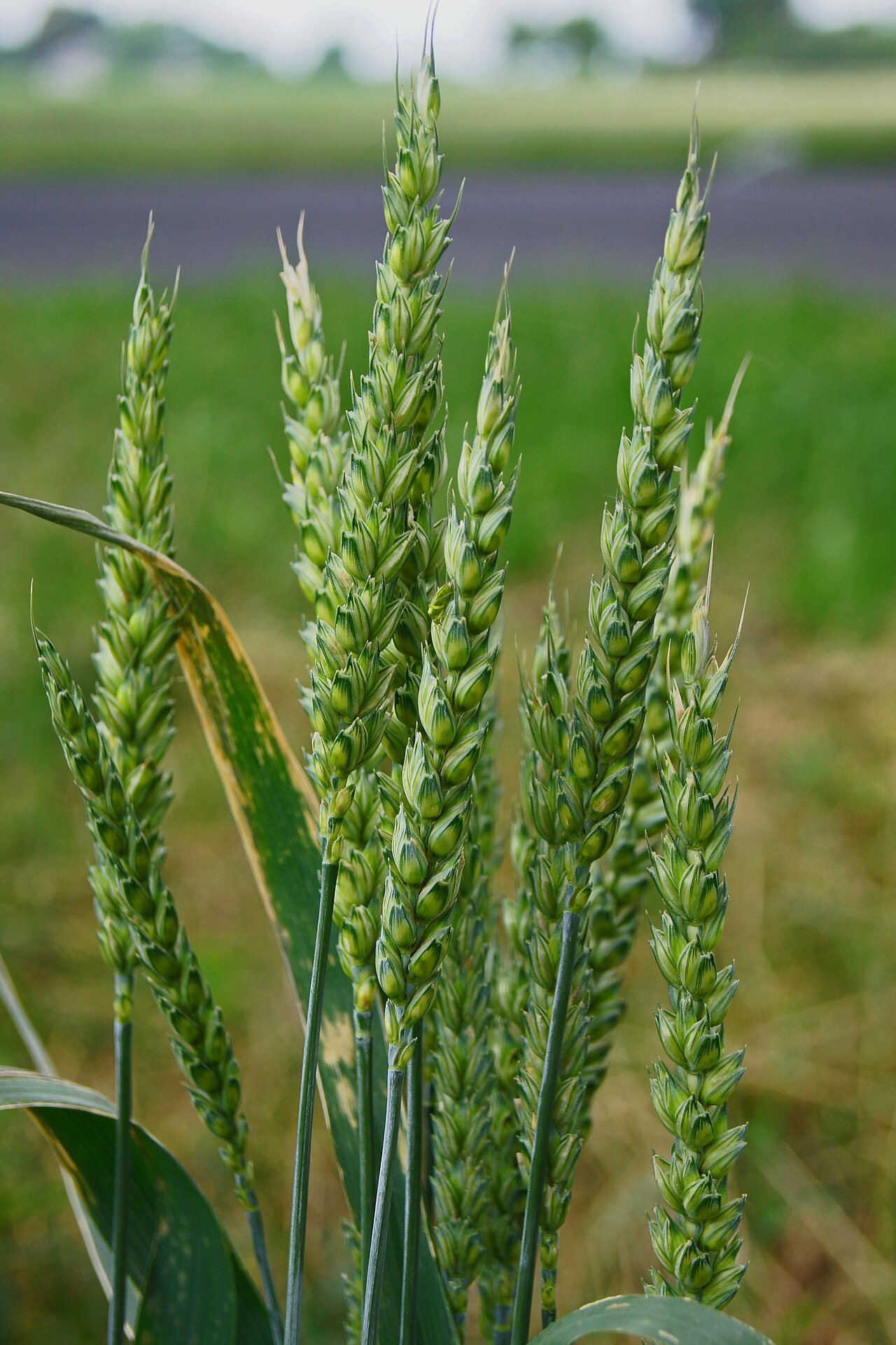Plantae: Triticum