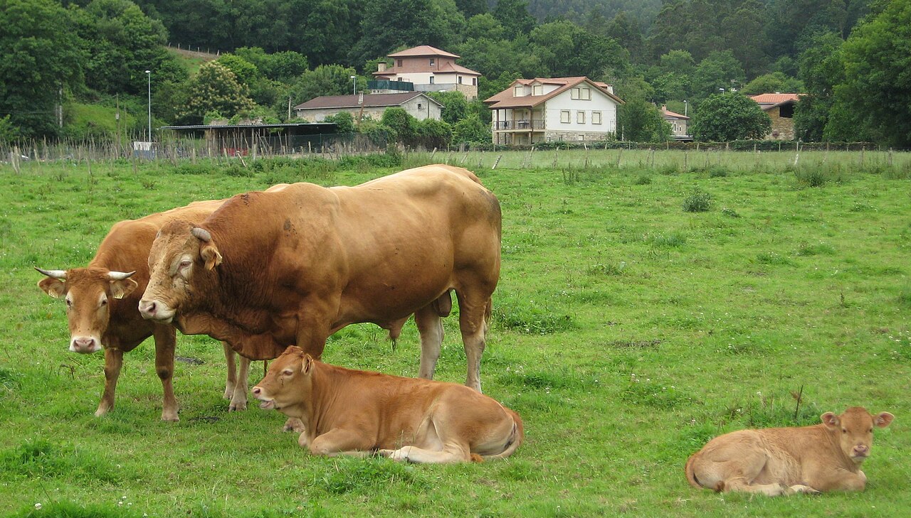 Animalia: Bos primigenius taurus